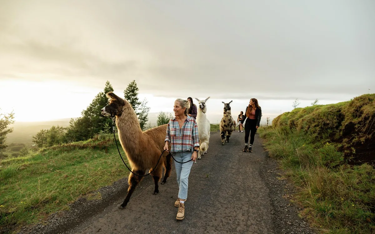 Two llamas being led along a grassy track on the slopes of Haleakalā at dusk