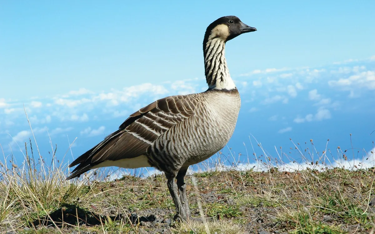 A nēnē, the Hawaiian goose, standing on open ground in the park