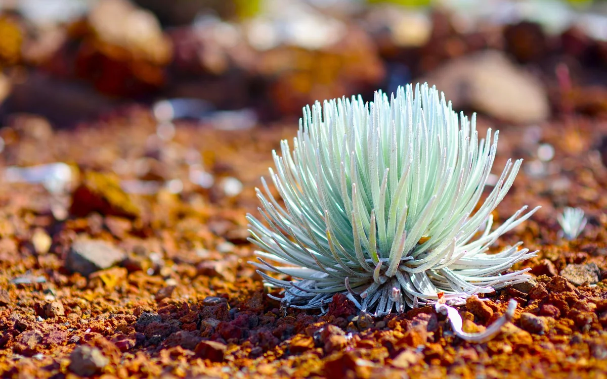 A silver spiky rosette plant growing on red cinder ground